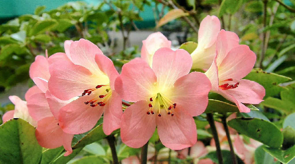 Vireyas flower over a long period with trusses of pink, white, yellow and orange blooms. Vireyas flower over a long period with trusses of pink, white, yellow and orange blooms.